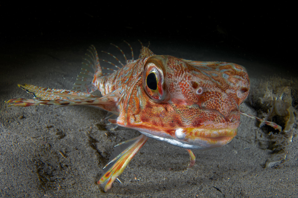 Zwycięzcy 8. Konkursu Fotografii Podwodnej Ocean Art 2019