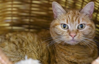 Tu bezpłatnie zaczipujesz psa i kota