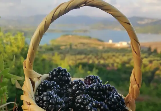 Przedwojenna Syria? Restauracje z ogrodami i najlepsze na świecie lody - waniliowe, z orzechami i miodem