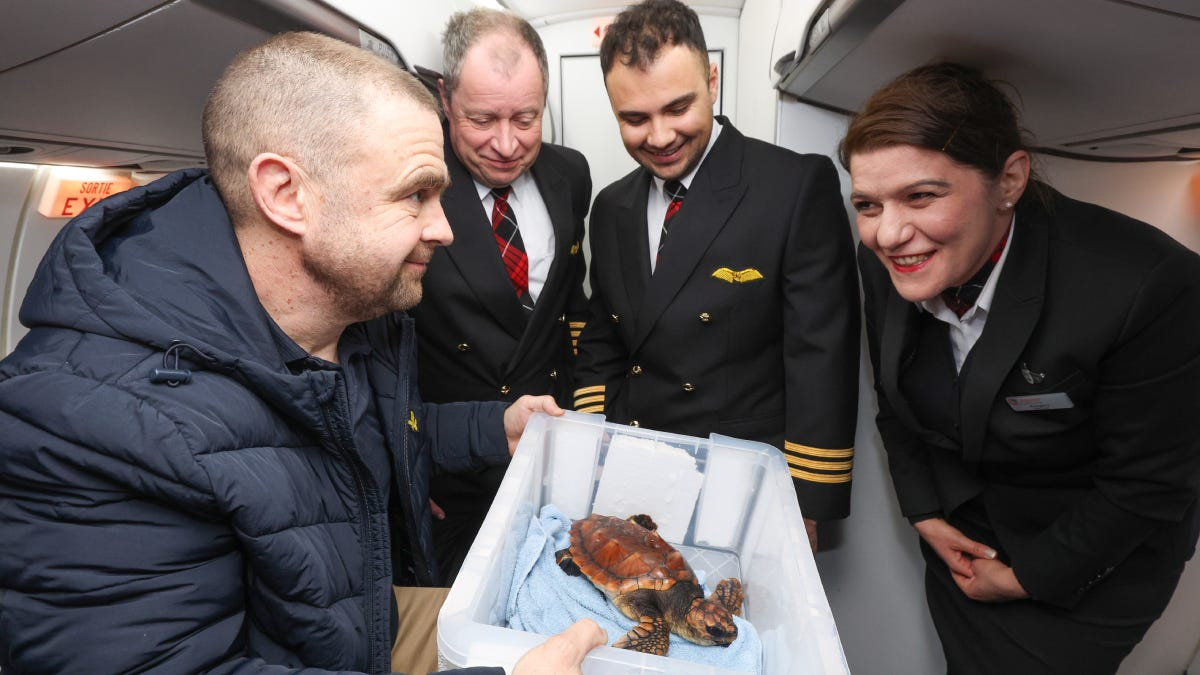 Rescued turtle Crush flies in passenger cabin - ferry deemed too stressful for recovery