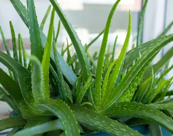 Aloes  cudowna rolina, ktra pomoe ci schudn i wyleczy trdzik |  Ofeminin