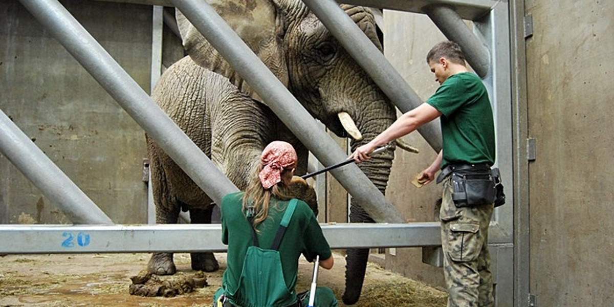 Słonie trenują w zoo