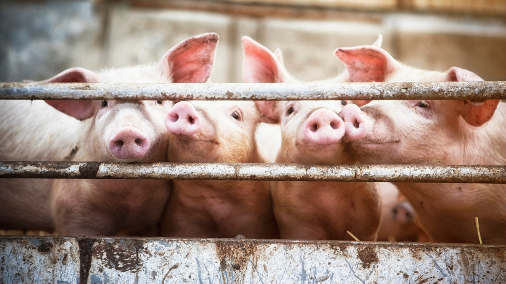 Približne 500 ošípaných uhynulo pri požiari chovnej farmy. (ilustračné foto)