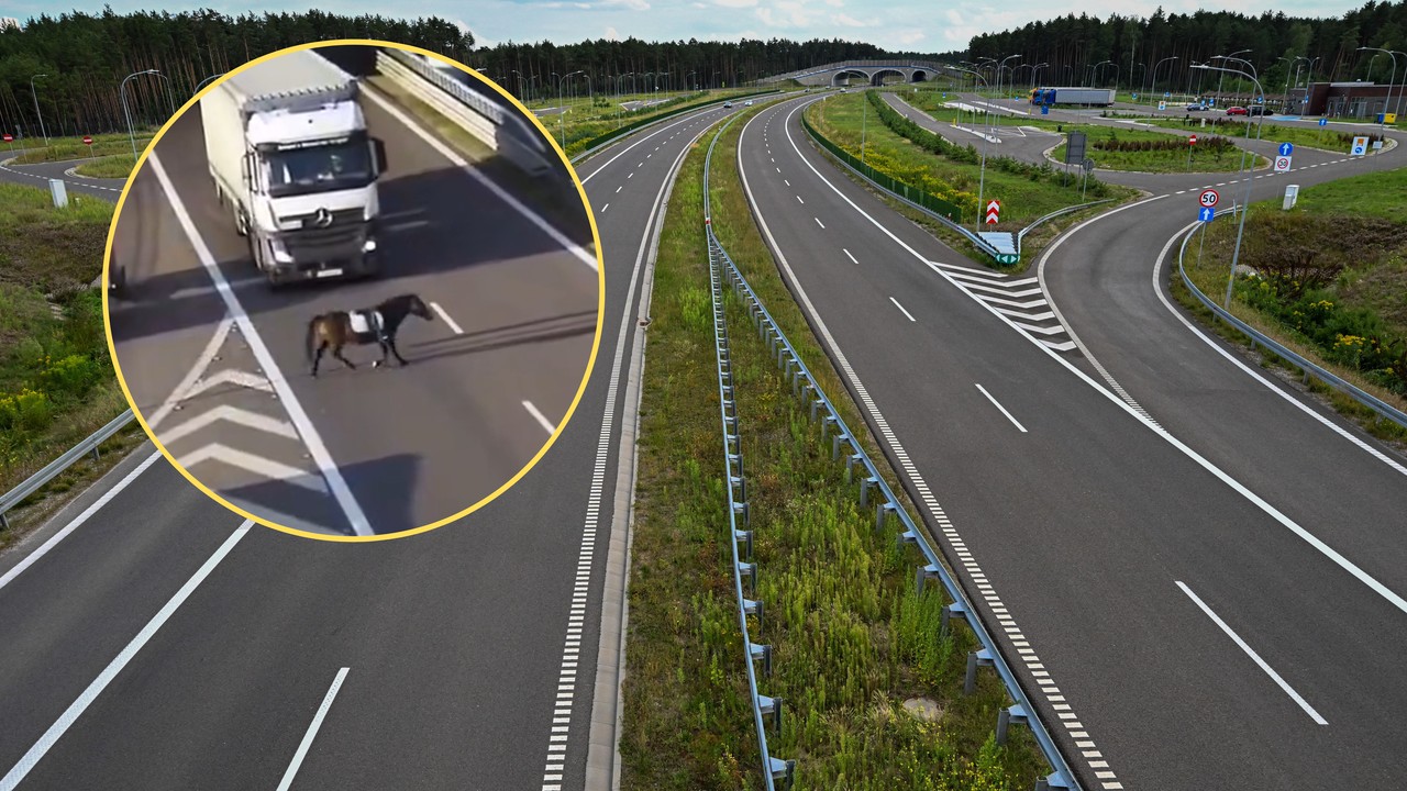 Kuriozalna sytuacja w Lublinie. Osiodłany koń biegł drogą ekspresową