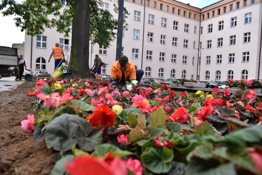 Pod urzędem miasta będą rosnąć nowe kwiaty