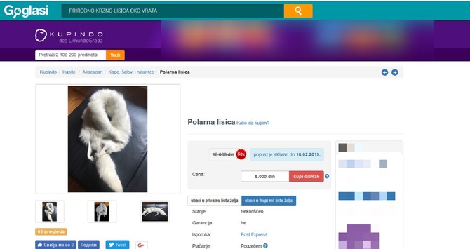 Polarna lisica