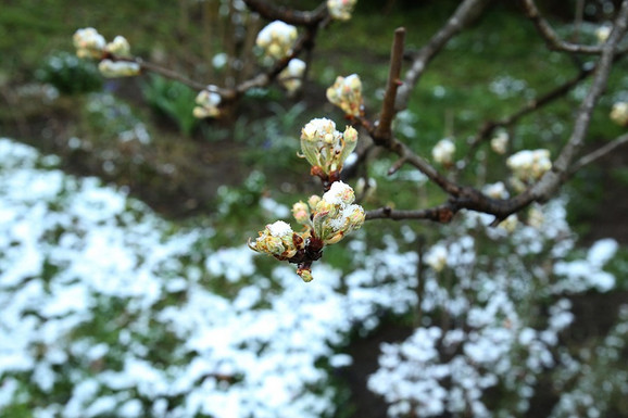 "Zasadi maline su u dobrom stanju, šljive procvetale": Da li voćari mogu da odahnu posle tri teške godine i prolećnih mrazeva?