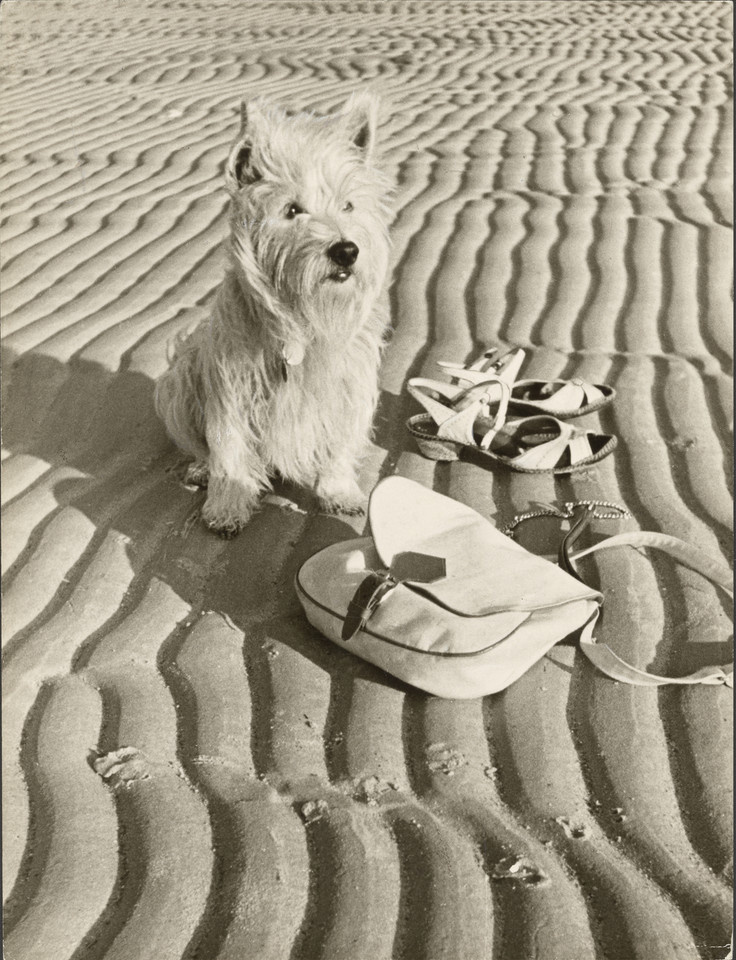 Paul Wolff i Dr. Wolff & Tritschler OHG, "Dog at the beach" (1936)
