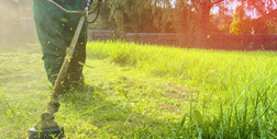 Czy koszenie trawy pomaga uniknąć kleszczy? Ekspert wyjaśnia