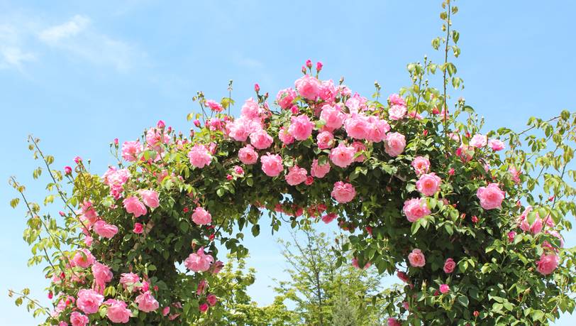Rankhilfe und Deko: Beliebte Rosenbögen im Vergleich – so wachsen Rosen schöner