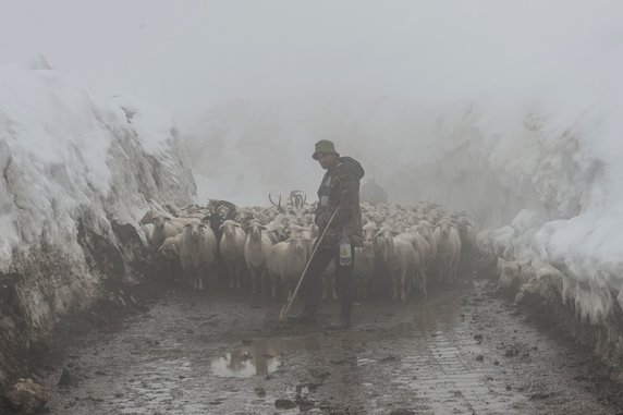 Fot Magdalena Konik /spring migration to Tusheti