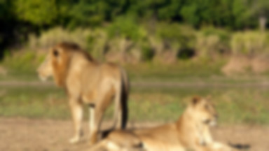 Zambia: zakaz polowań na lwy i lamparty