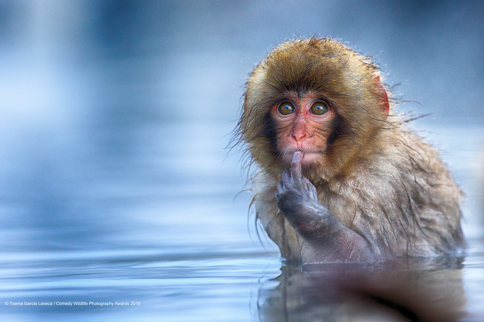 Finaliści Comedy Wildlife Photo Awards 2019