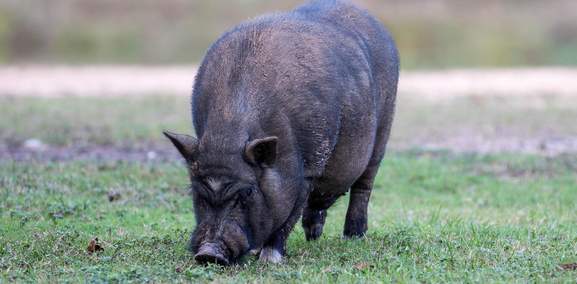 Świnka wietnamska w lesie pod Gdańskiem. Może nie przetrwać zimy