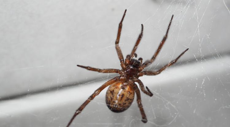 Így szabadulhatsz meg a pókhálótól Fotó: Getty Images