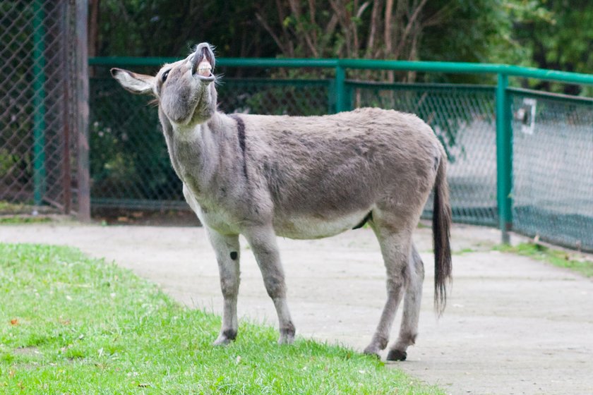 Antonina i Napoleon ze zoo w Poznaniu nie będą karane za miłość