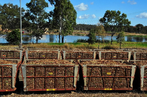 Dobre czasy przed cyklonem. Nz. Transport trzciny cukrowej w australijskim Queenslandzie. Fot. Bloomberg