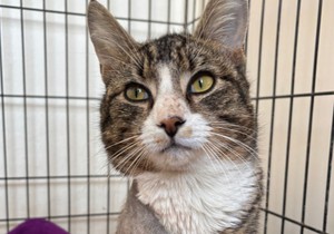 BBC | Foto: Purton Cattery