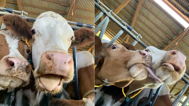 Krowy Milka wspaniale pozują do zdjęć