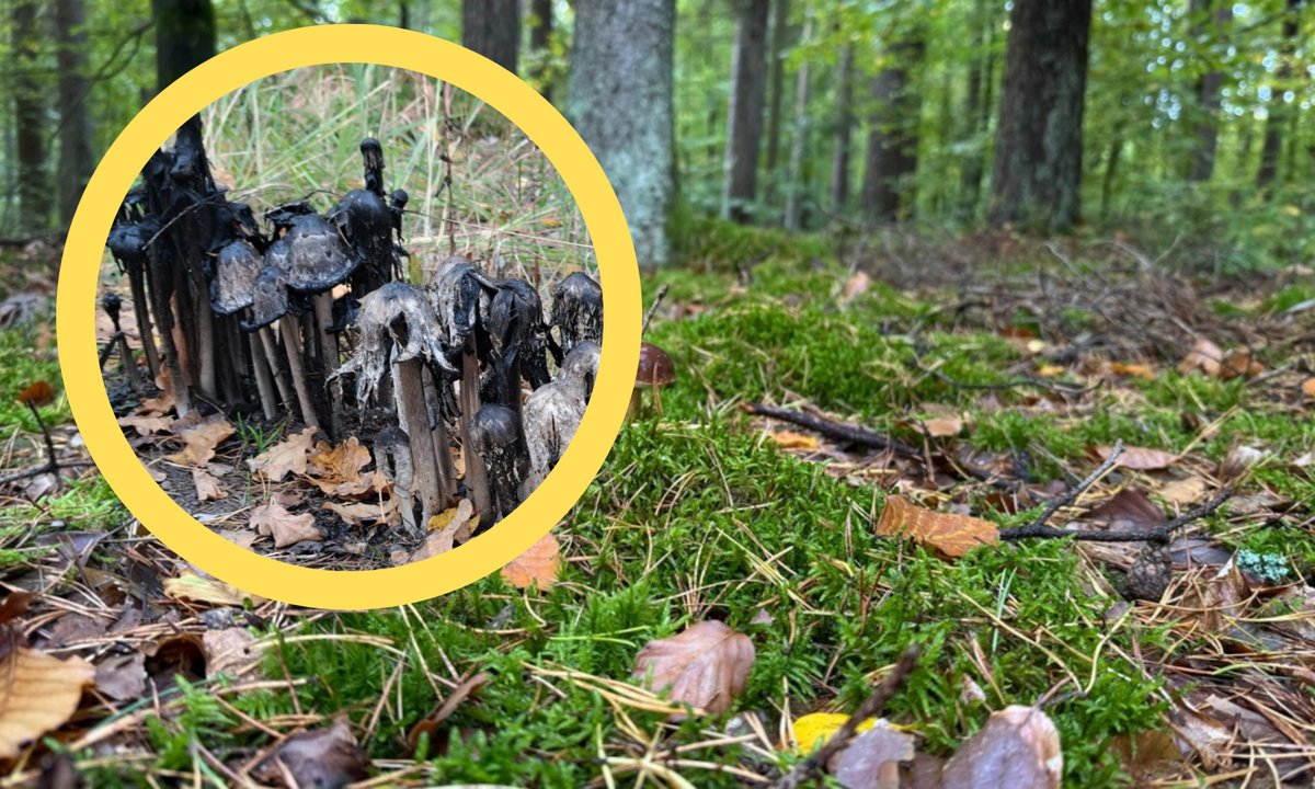 Niecodzienne zdjęcie z polskiego lasu obiegło sieć. Grzyb, który sam się "rozpuszcza"