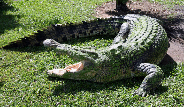 Australijska fauna