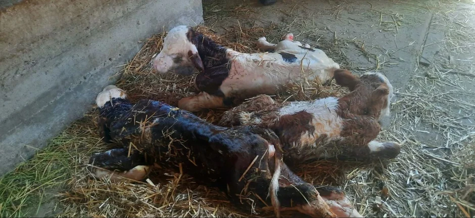 Krava otelila trojke