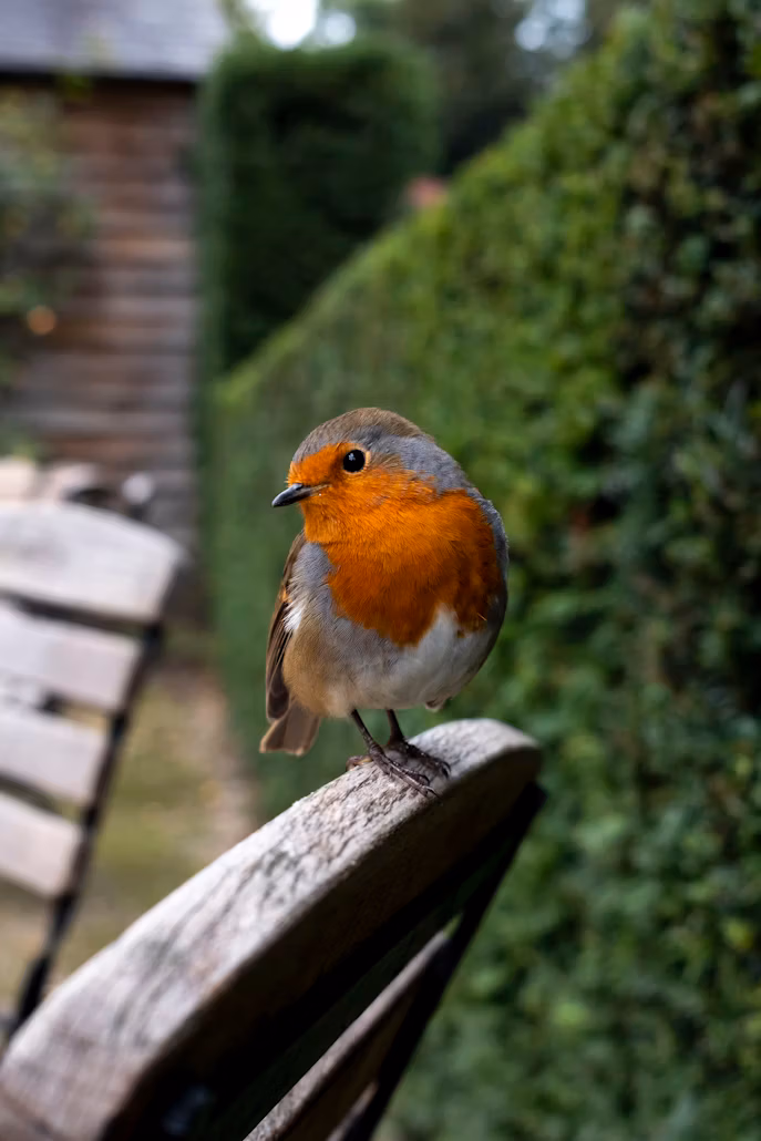 Drozd červenkavý, známy ako robin.