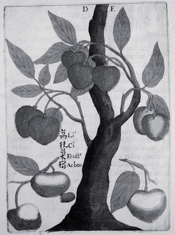 Karta z fundamentalnego dzieła Michała Boyma o Chinach - Flora Sinensis