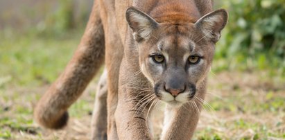 Puma grasuje na Lubelszczyźnie!