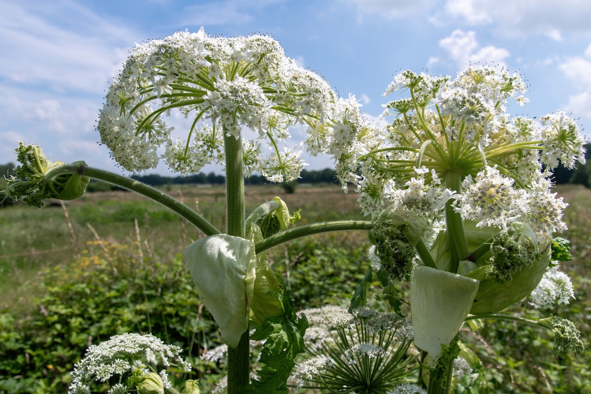 barszcz kaukaski, barszcz Mantegazziego, Heracleum Mantegazzianum, oparzenia,