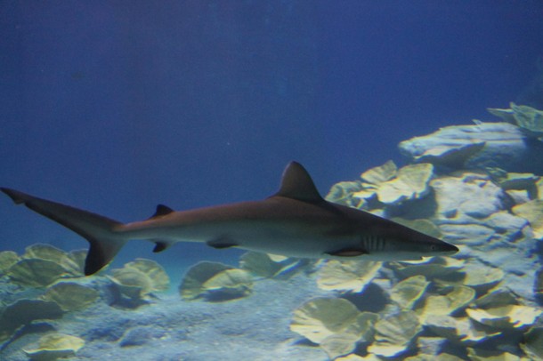 ZOO Wrocław Afrykarium Afryka zwierzęta oceanarium