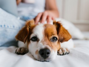 Ezek a kutyák élnek legtovább: a yorkshire terrier, a tacskó és a csivava is felkerült a listára
