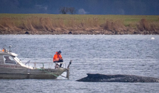 Nasukani kit u Nemačkoj - Ilustracija