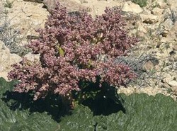 Ta roślinka podlewa się sama