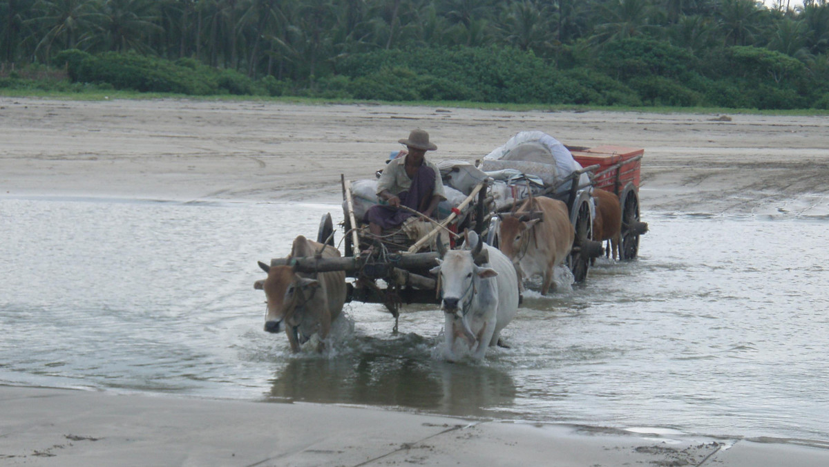 Srebrzysty piasek, krystalicznie czysta woda, pusta, bardzo szeroka plaża ciągnąca się kilometrami... Sielanka, widoki niezwykłe, nawet jak na Azję. Ngwe Saung Beach w Myanmarze (dawna Birma) to powoli odkrywany raj na ziemi.