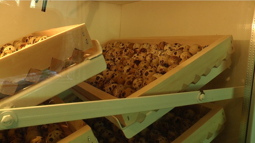 "Cena prepeličijih jaja skočila sa 12 na 15 dinara"