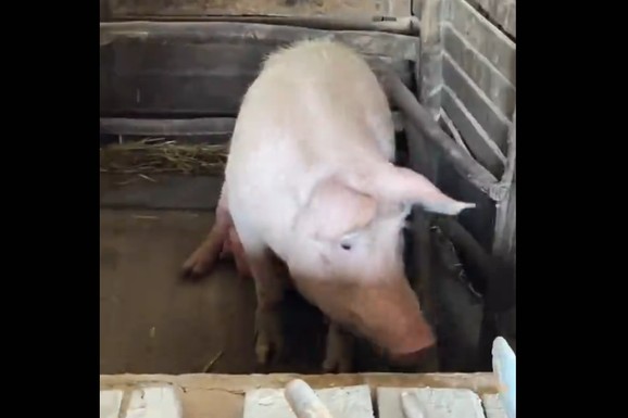 Neobičan prizor iz štale ostavio region u neverici! Svinje dobile luksuz kakav nije viđen do sada: "Napraviće sve samo da izdrže do Božića" (VIDEO)