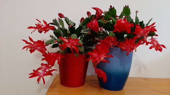 Grudnik (szlumbergera, zygokaktus, kaktus Bożego Narodzenia)