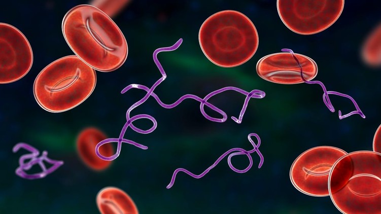 Lyme-kór, kullancscsípés, Lyme borreliosis, fertőzés, spirochéta baktérium