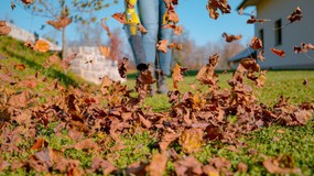 Liście z drzewa sąsiada spadają na moją działkę. Kto ma obowiązek sprzątania? Co mówią przepisy? Kiedy można dostać mandat?