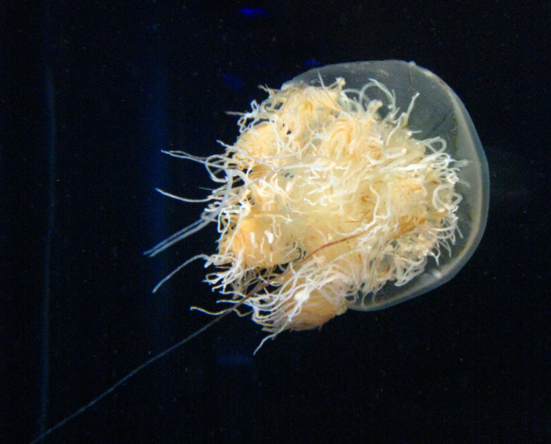 Meduza Nomura