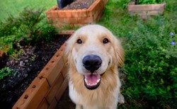 A dobogóról ugyan lemaradt, de még mindig ott van az élben a Golden Retriever, ami az egyik legnagyobb kedvenc a kutyafajták között