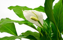 Skrzydłokwiat (Spathiphyllum) 