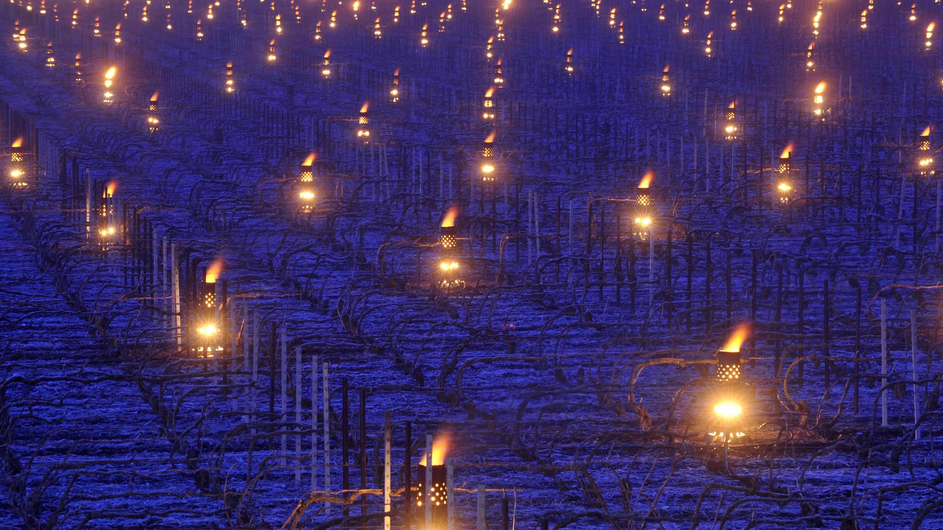 Francuscy rolnicy rozpalają świece, by ogrzać winnice. "Oszukać naturę"
