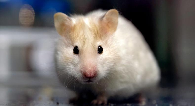 An image of a Syrian hamster looking at the camera.