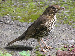 Cypryjscy smakosze zabijają ptaki