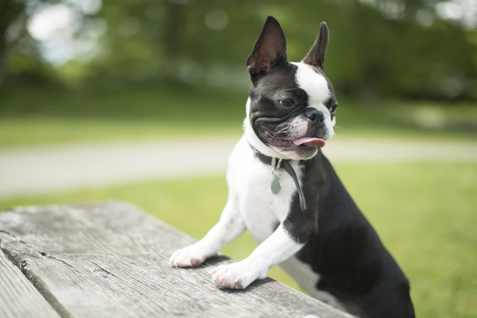 Bostonski terijer