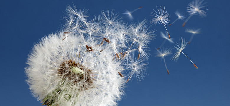 Alergolog: Stężenie pyłków jest w tym roku większe