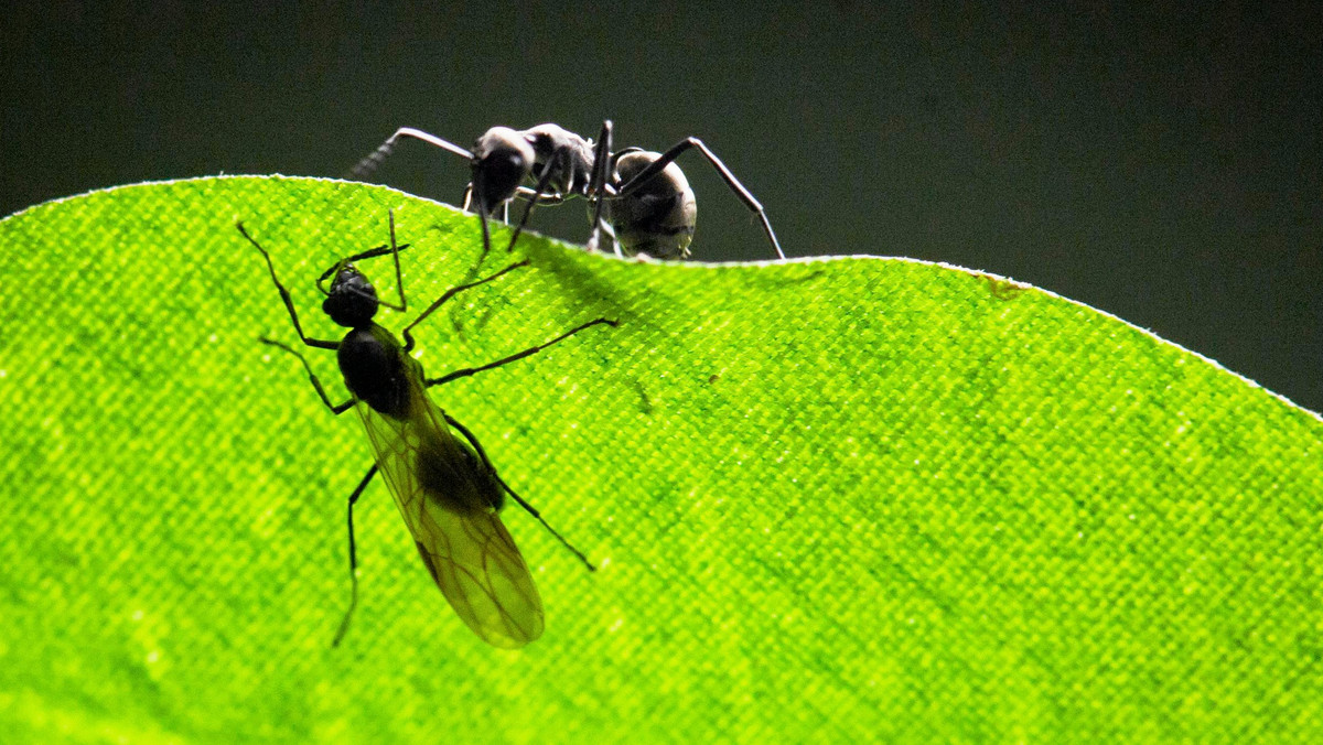 Mrówki w domu? Wypróbuj te 5 sposobów na walkę z owadami