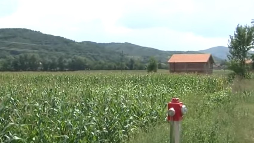 Berba ranih sorti kukuruza počinje za desetak dana